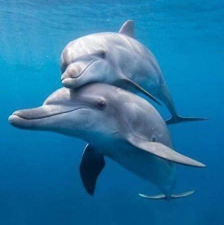 Dolphin Beach Get Away ロサリト エクステリア 写真